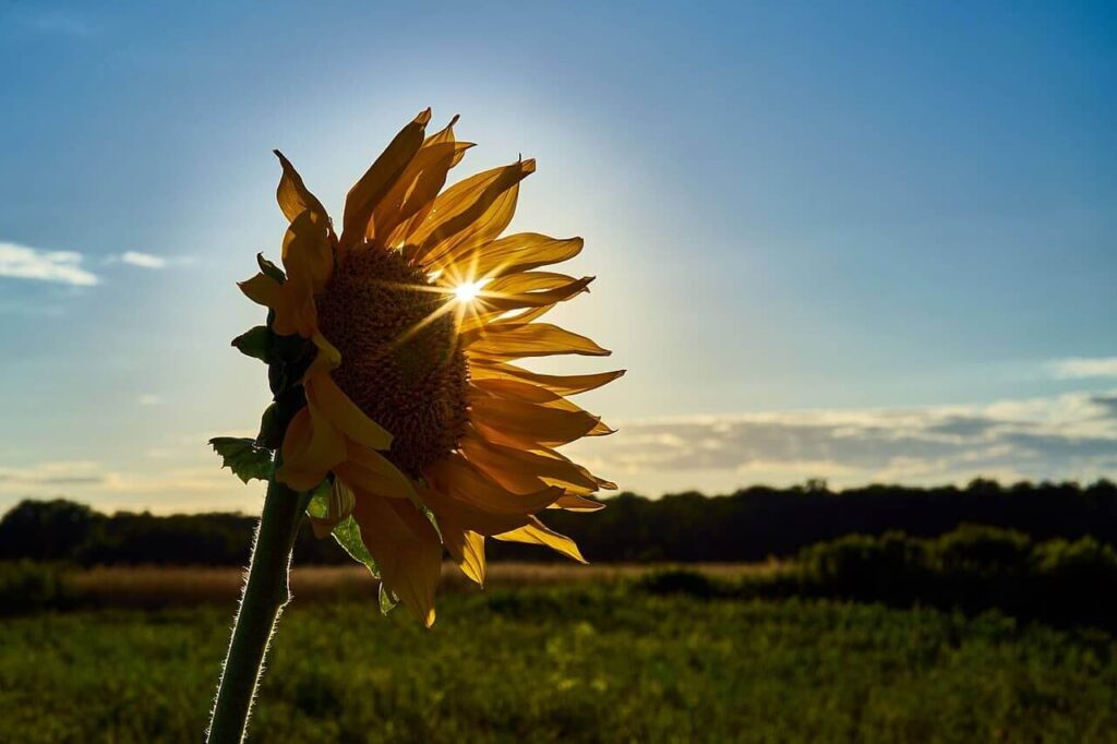 What is Sunflower syndrome?